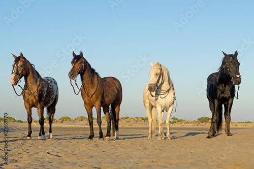 four horses on the beach