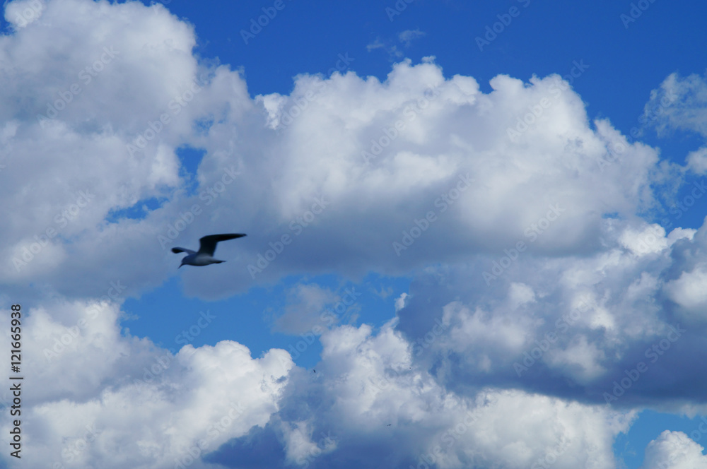 cielo nuvoloso con gabbiani in volo
