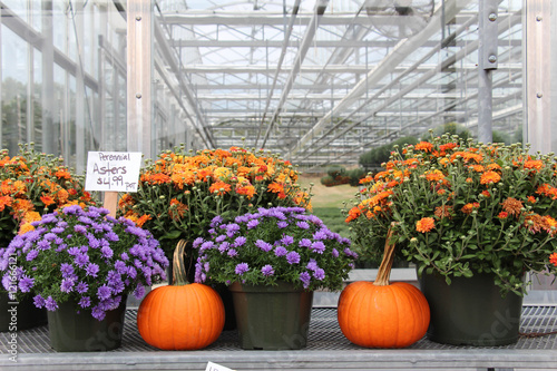 colorful mums and pumpkins for sale at a greenhouse farm stand