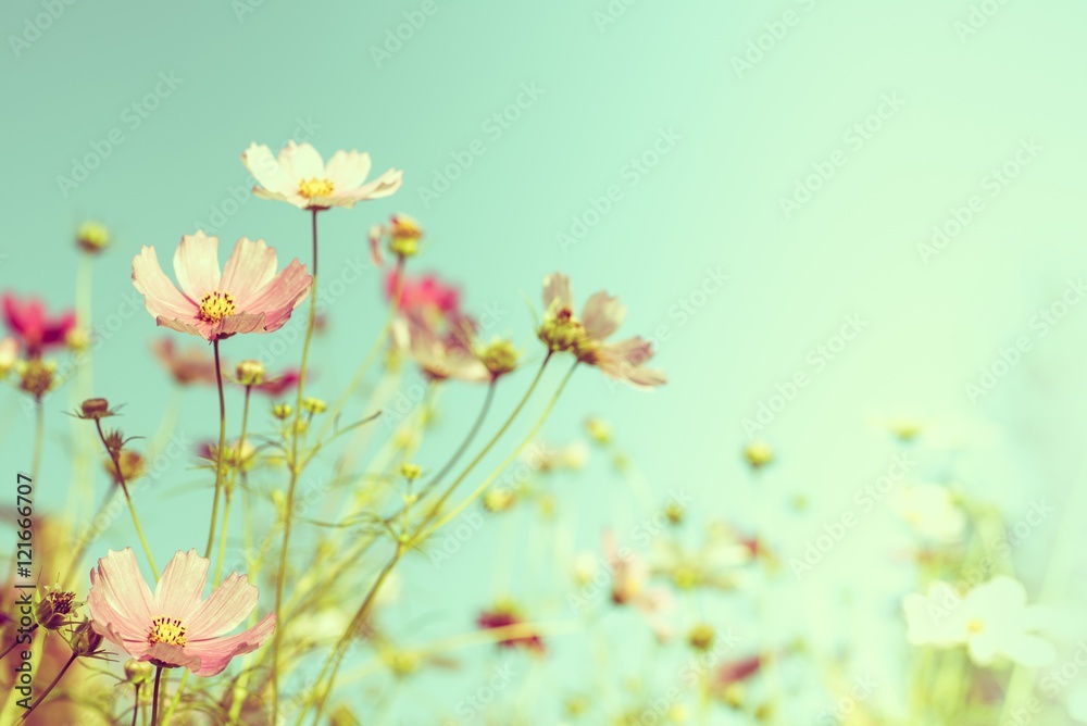 Wildflowers Summer Background Wildflowers Summer Background