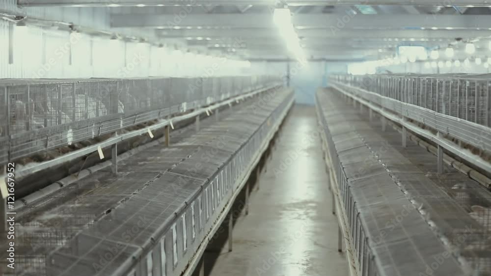 industrial rabbit farm industrial rabbit farm