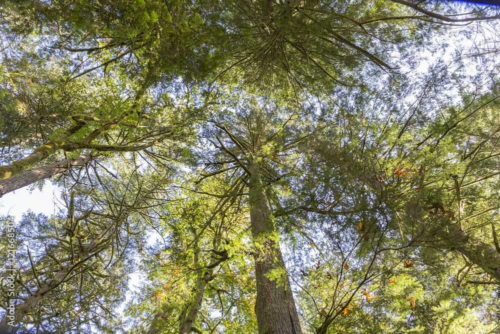 Fototapeta premium cedar trees