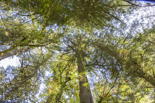 cedar trees