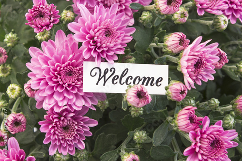 Welcome Card with Bouquet of Pink Chrysanthemums
