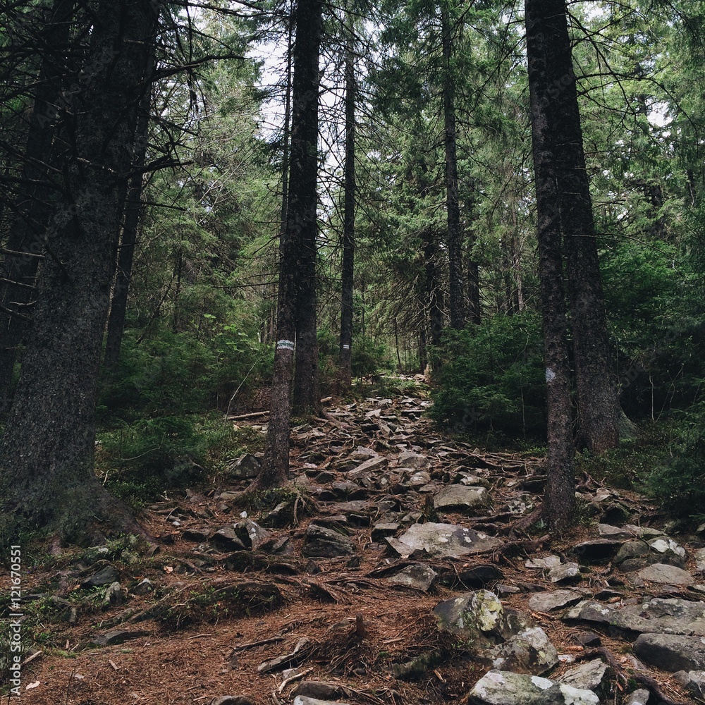 mountain forest stone road. travel concept mountain forest stone road. travel concept