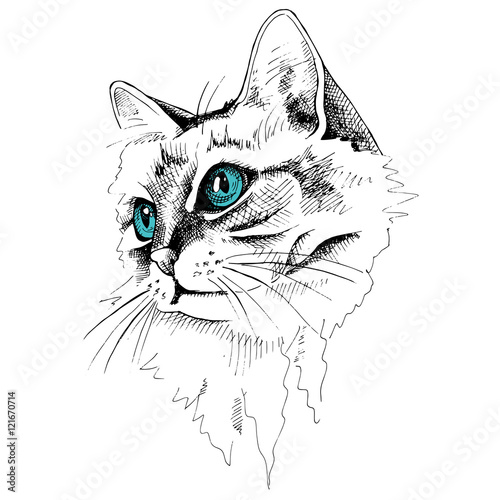 Image Portrait cat with blue eyes. Vector illustration.