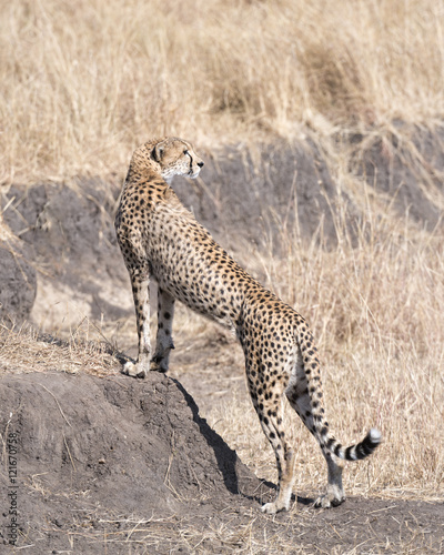 cheetah