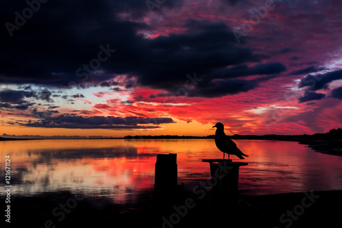 Bird of Sunset