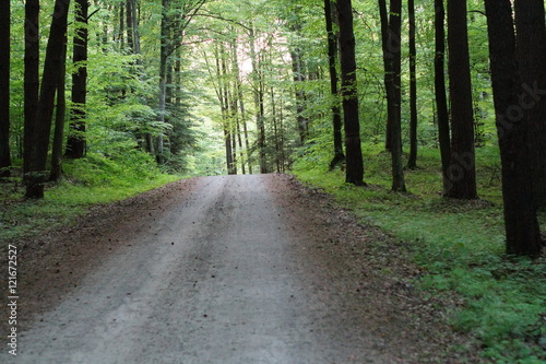 Droga w lesie © klumb