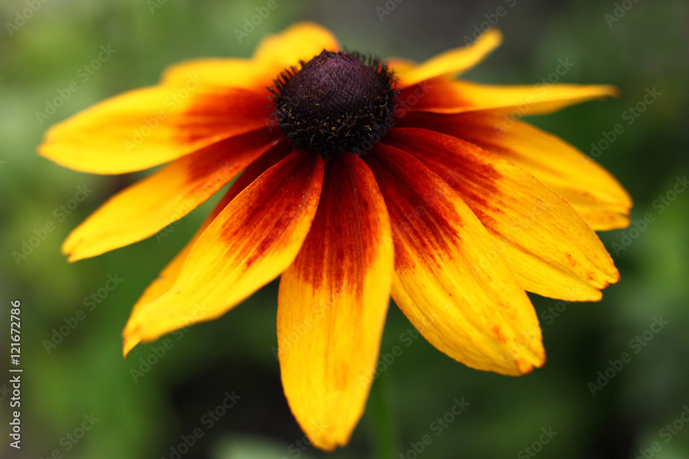 flower with yellow and red petals/ flower with yellow and red petals flower with yellow and red petals/ flower with yellow and red petals