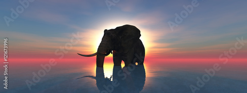 Photography elephant and sunset