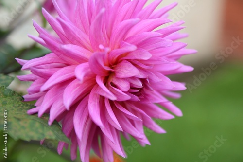 Beautiful dahlia flower  close up