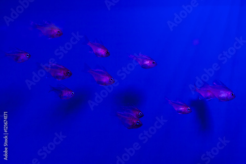 Pisces on a blue background.