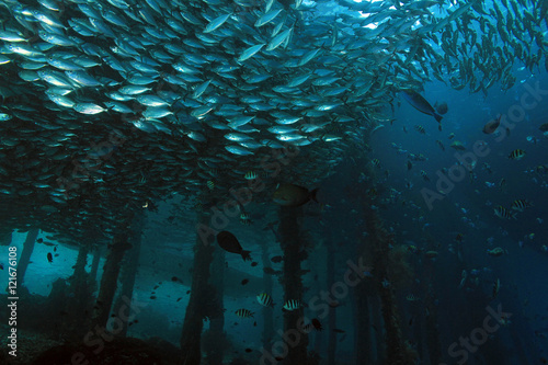 Schools of Fish around the Jetty of Arborek in Dampier Strait. Raja Ampat, Indonesia photo
