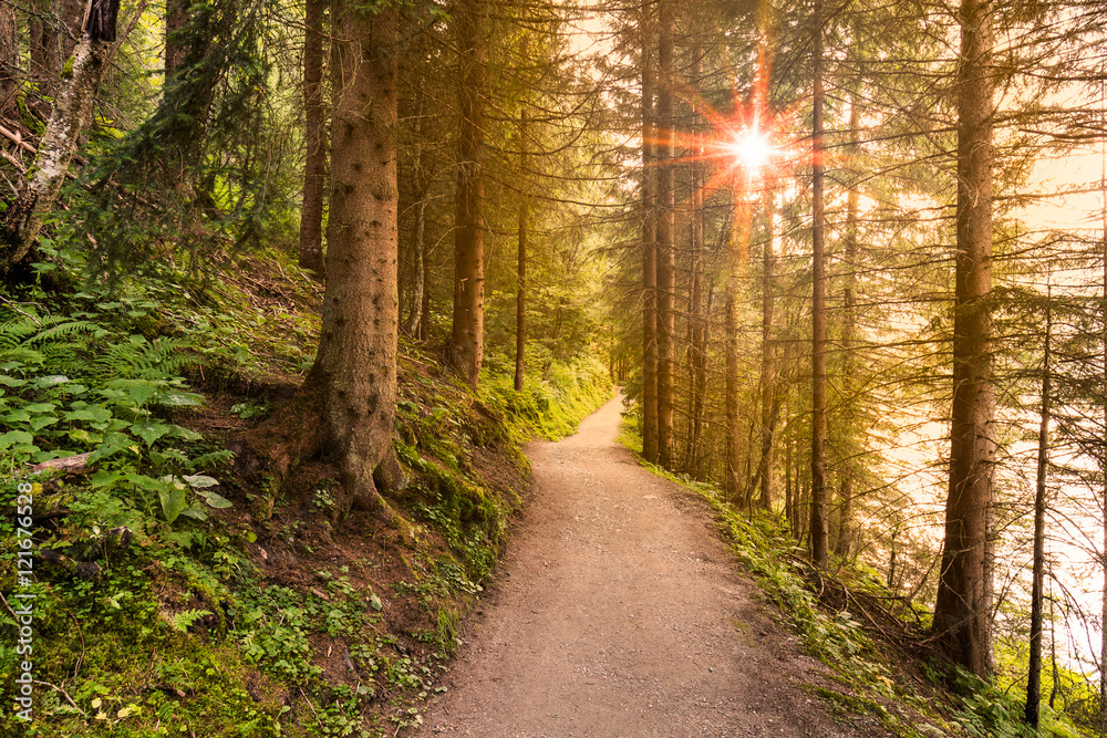 Obraz premium Ścieżka spacerowa w lesie rano z pięknymi promieniami słońca.