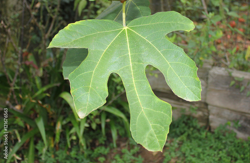 fig leaf on the branch