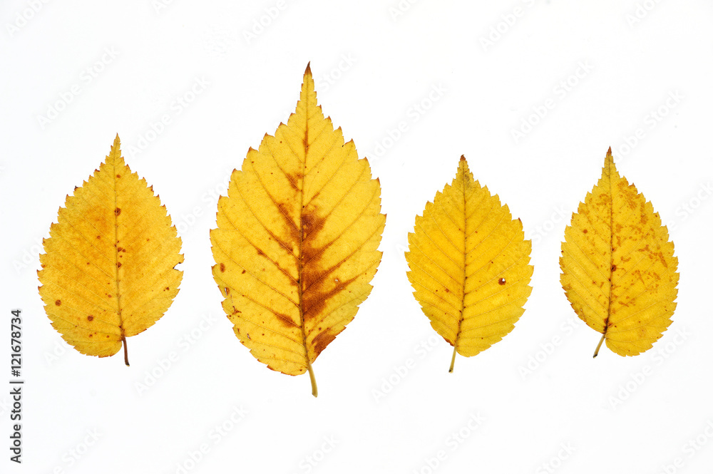autumn yellow leaves isolated on white background