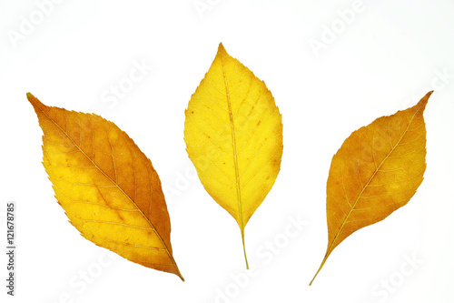 autumn yellow leaves isolated on white background