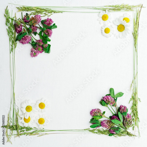 Fototapeta Naklejka Na Ścianę i Meble -  Frame with clover and chamomile and green field grass