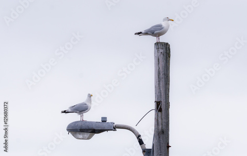 A pair of Western Gulls (Larus occidentalis) sit atop  a street light in Grand Bank, Newfoundland, Atlantic Canada.  photo