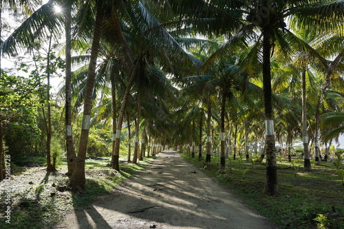 Shaded track lined by coconut palm trees on the north of Huahine Nui island, Maeva, French Polynesia