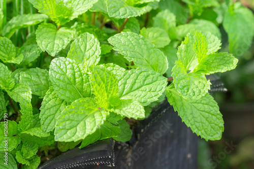 Green mint leaves background. Mint leaf green plants with aromat