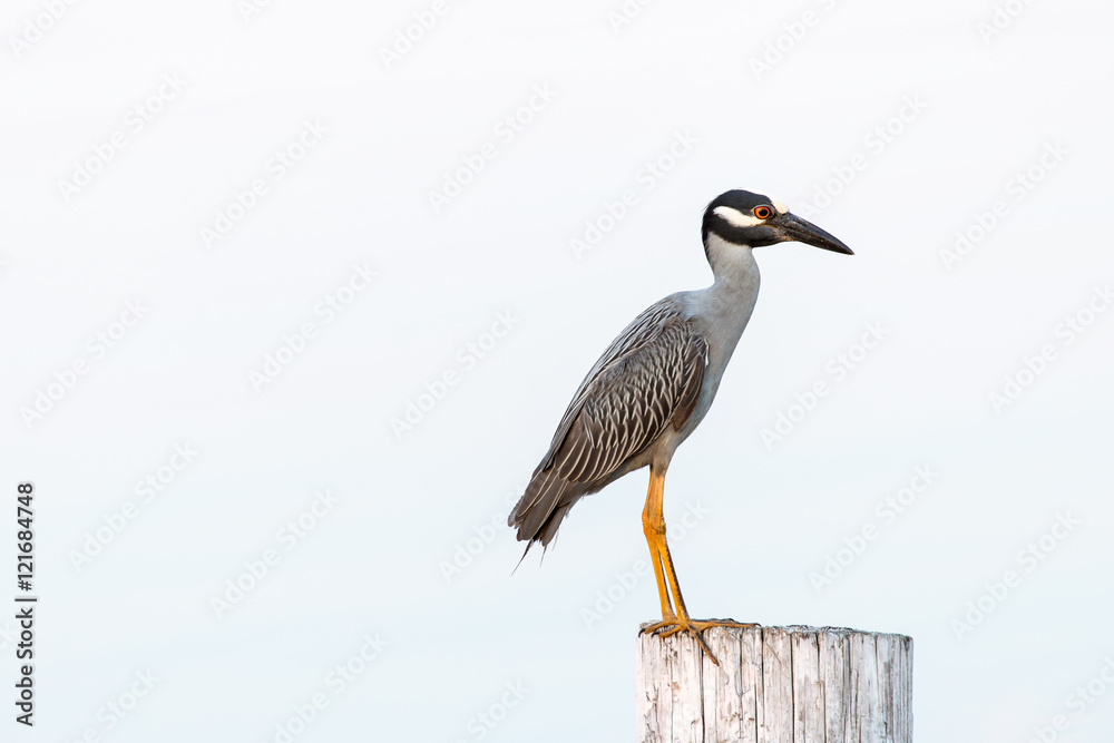 Fototapeta premium A heron in profile isolated on a post.