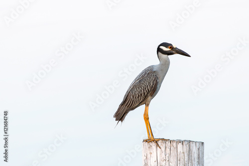 A heron in profile isolated on a post. © tputman151