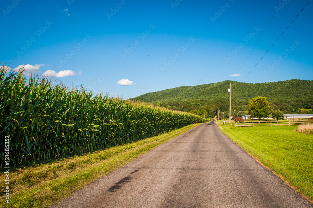 Corn field along a country road in the rural Shenandoah Valley o