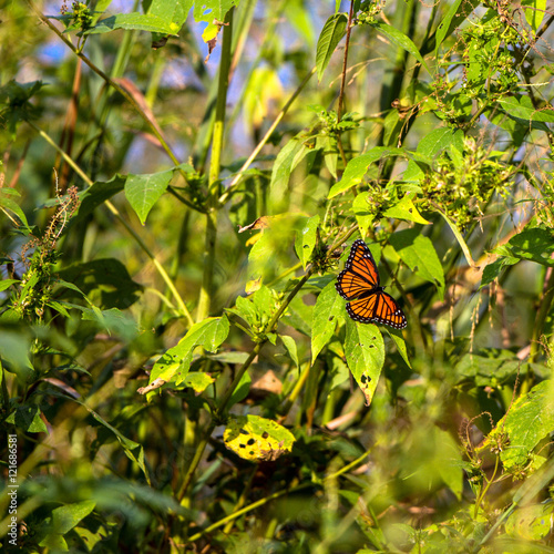 Viceroy Butterfly in Kansas in autumn photo