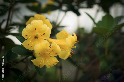 yellow blooms