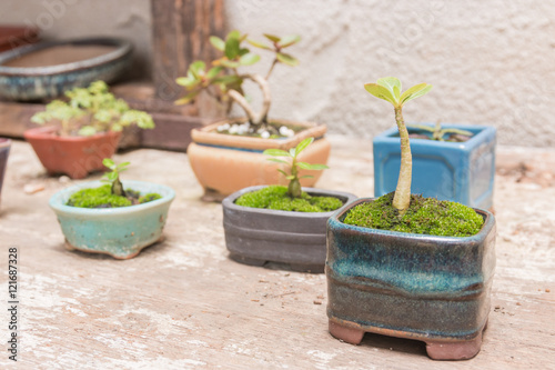 Trees in small pots on the table