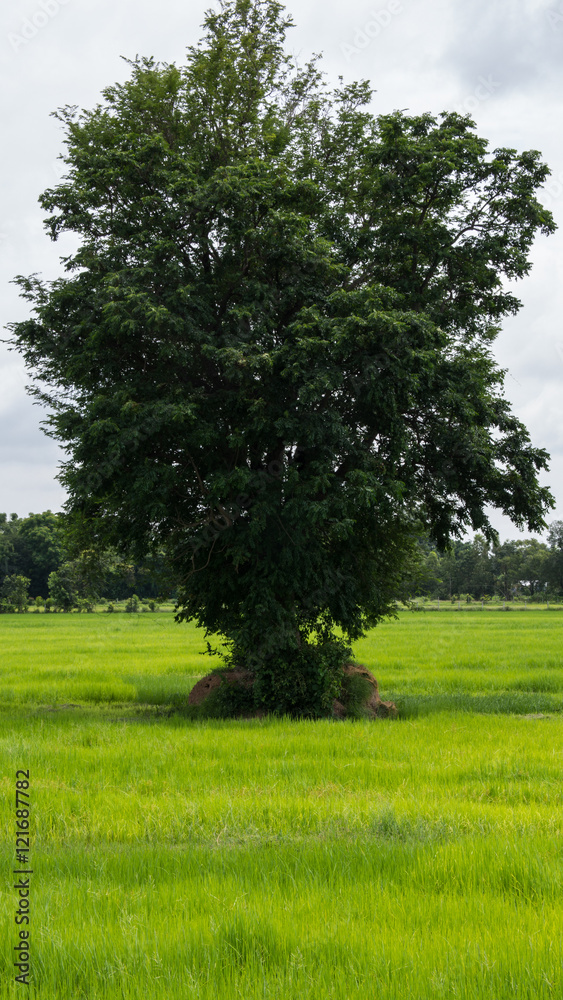 Big Tree in The Rice Big Tree in The Rice
