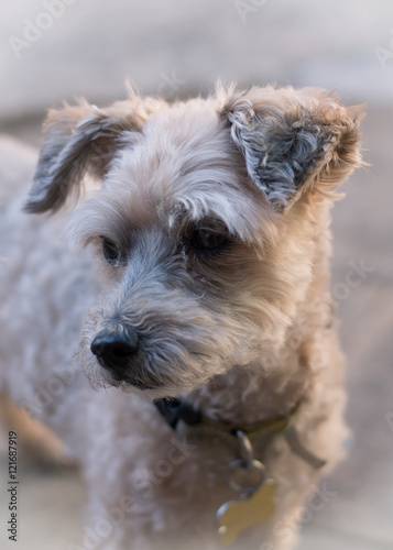 little dog portrait