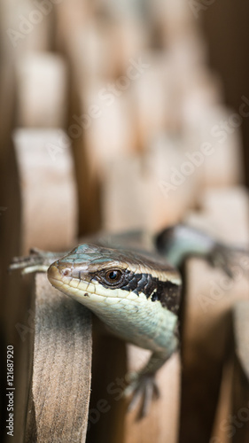 Skink in a Pile of Wood