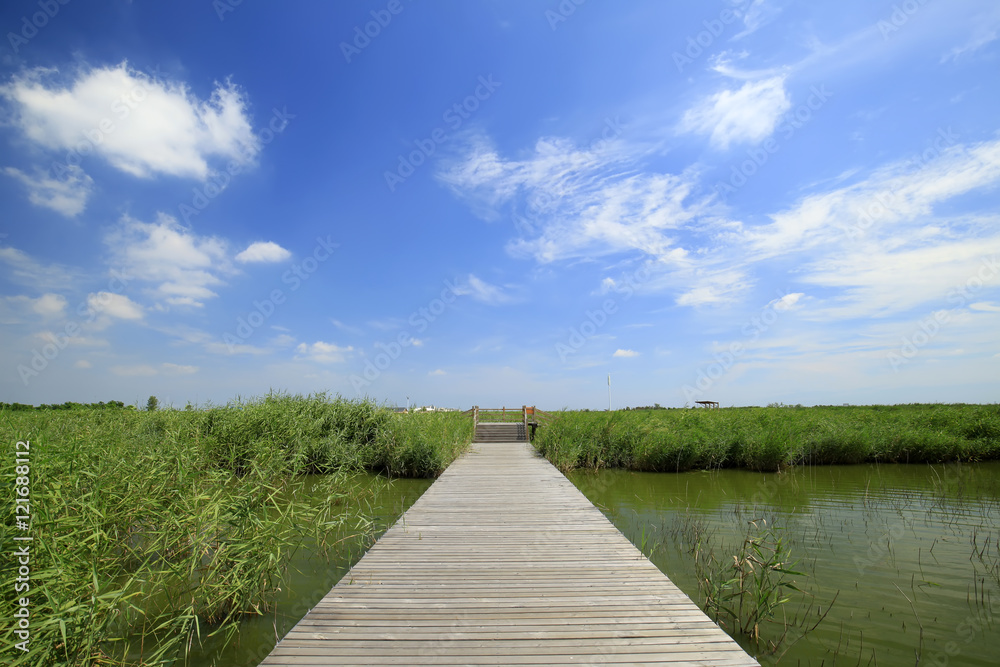 Obraz premium Wetland landscape