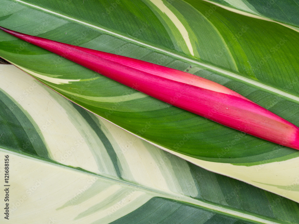 Obraz premium Bird of Paradise Flower