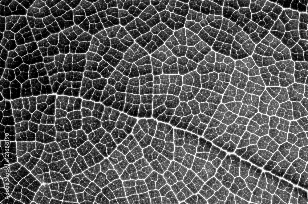 Details of a leaf with macro photography in black and white.