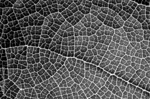 Details of a leaf with macro photography in black and white.