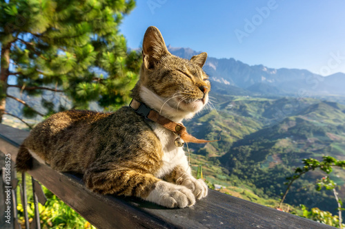 Cat sitting and closes eyes, sunbathing with view of mount Kinabalu