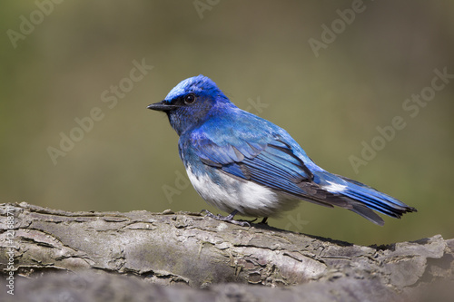 Konstfotografi Blue and White Flycatcher/ This is very beutiful wild bird photo which was took in Japan Yamagata-pref