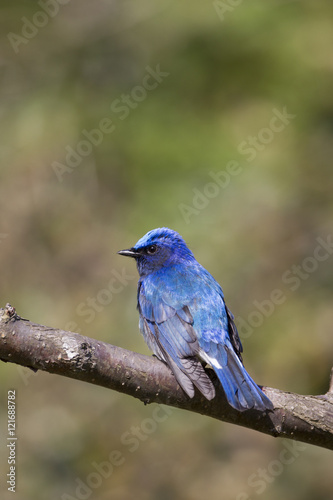 Blue and White Flycatcher/ This is very beutiful wild bird photo which was took in Japan Yamagata-pref.This bird name is Blue and White Flycatcher.