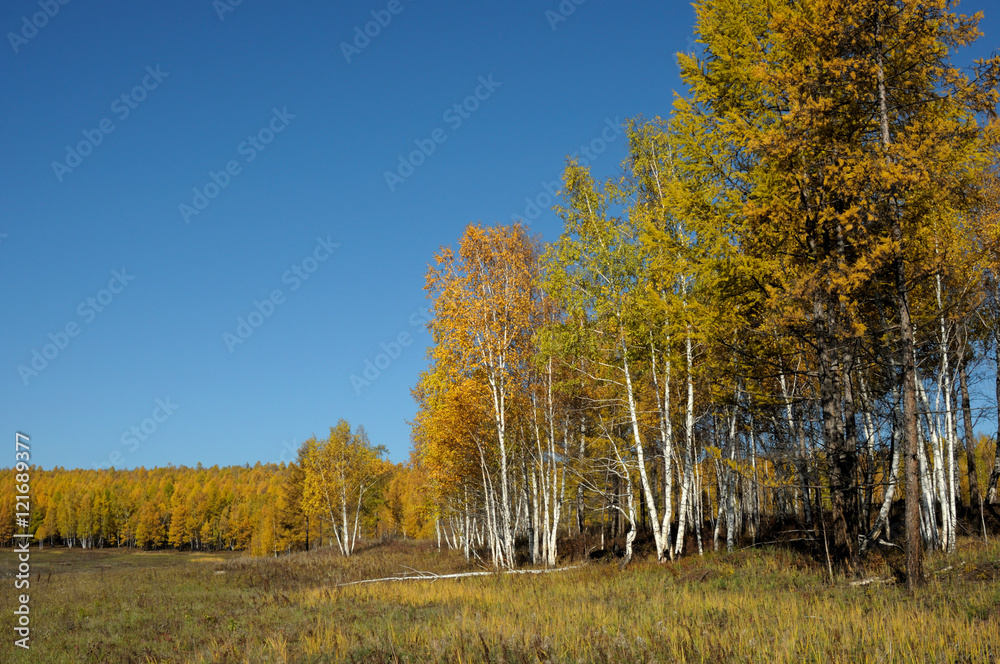 bright landscape. autumn at forest .photo toned bright landscape. autumn at forest .photo toned