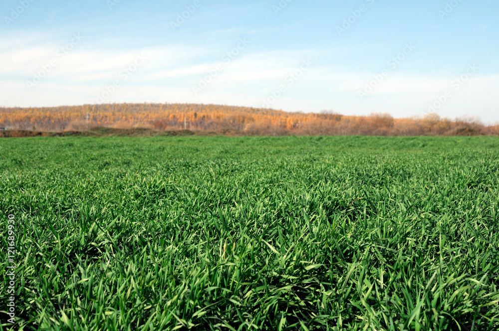Fototapeta premium bright green grass at autumn field. photo toned