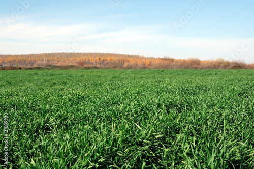 bright green grass at autumn field. photo toned