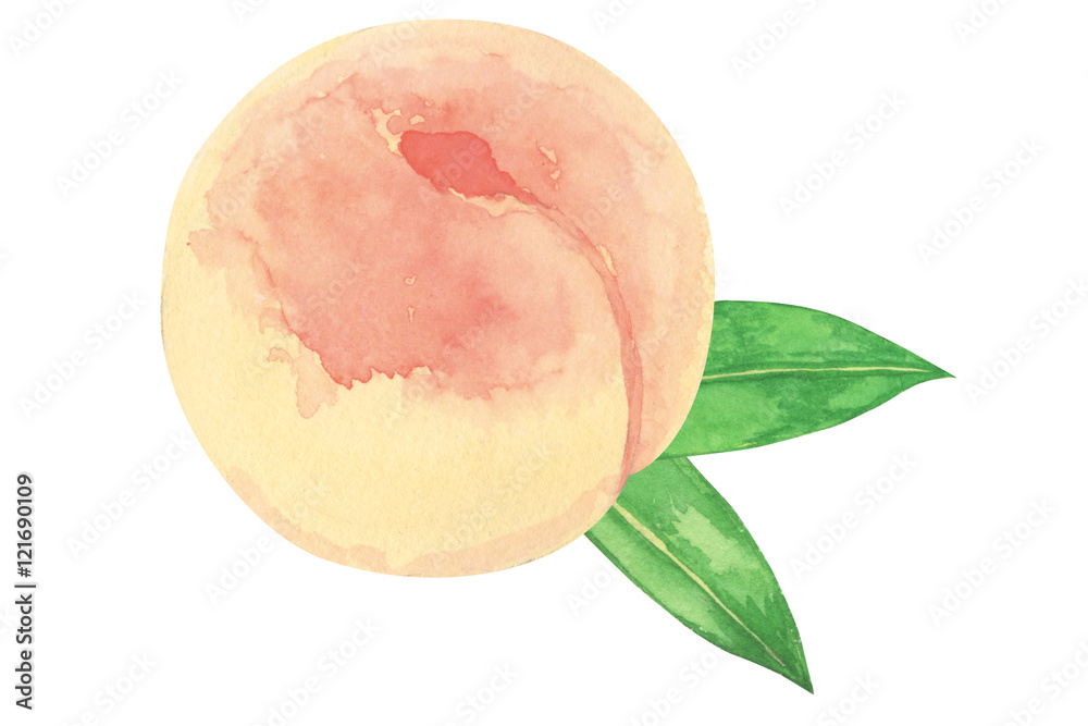 清水白桃 Stock イラスト Adobe Stock