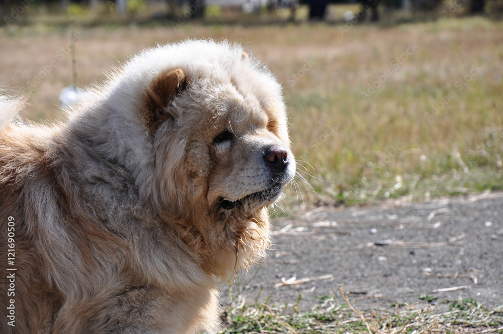 Fototapeta premium Dog breed Chow-Chow