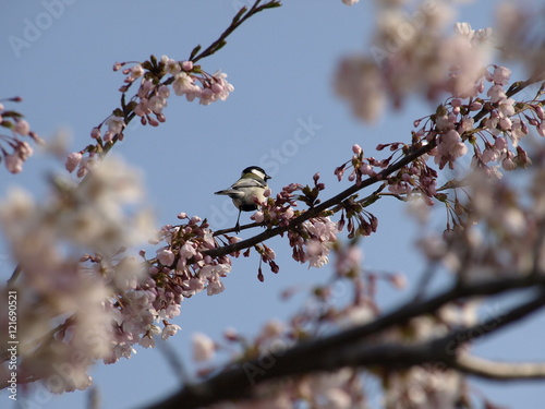 桜の木にシジュウカラ