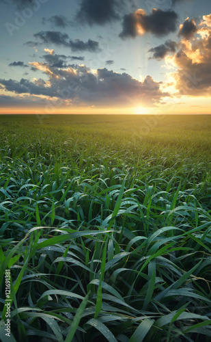 Grass on the field during sunrise. Agricultural landscape in the summer time © biletskiyevgeniy.com