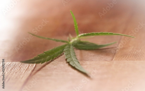 Cannabis leaves